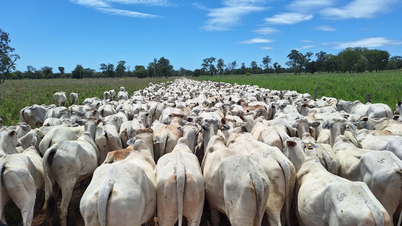 Rebanho bovino em pastagem nas fazendas da VS Agropecuária em Miranda, MS
